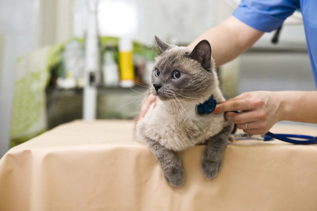 Feline Infectious Peritonitis with Zero Chance of Survival Dr Addie