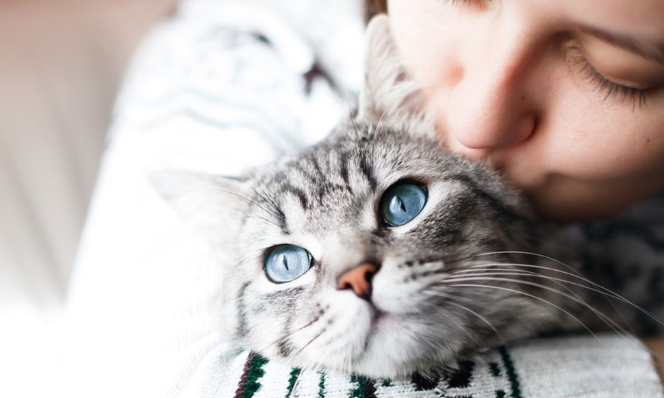 Things Many Cat Lovers Missed from Feline Infectious Peritonitis