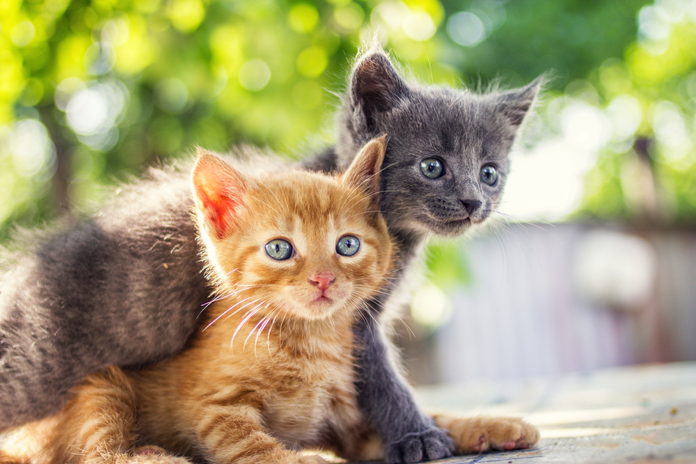 Things You Need to Understand from Feline Infectious Peritonitis