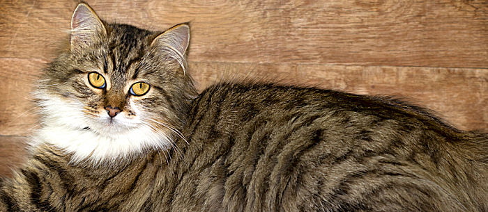 Understanding What Infectious Feline Peritonitis Is