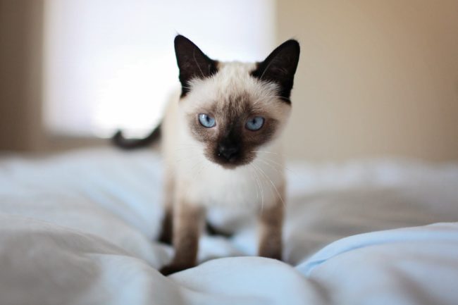 The Rare Cat Disease Name Feline Infectious Peritonitis