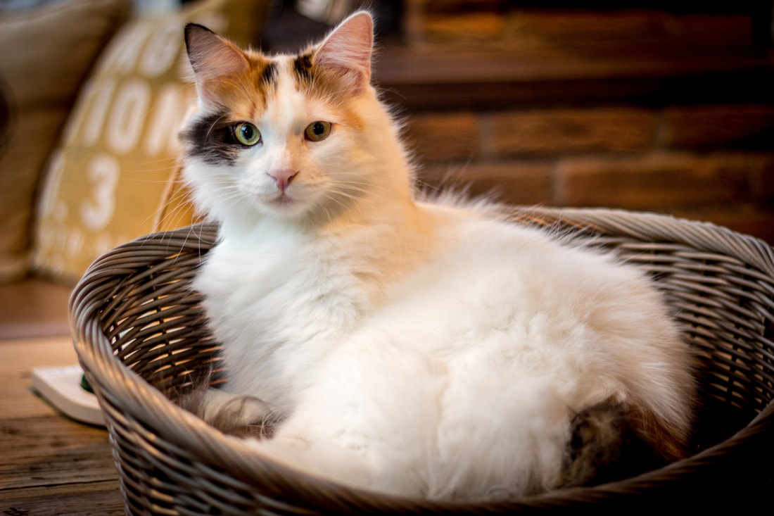 Two Things You Need to be Aware from FIP in Your Cat