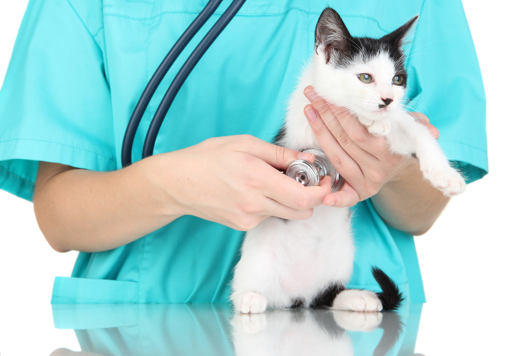 An Introductory Entry on Feline Infectious Peritonitis