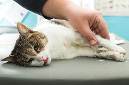 Feline Infectious Peritonitis Virus that Affects Cats