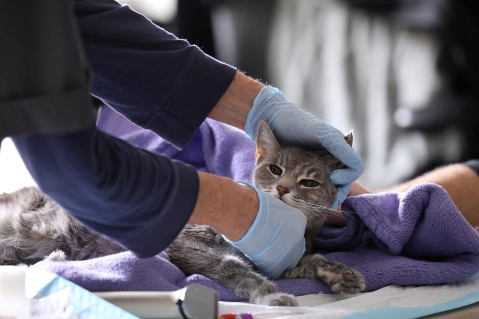 Feline Infectious Peritonitis is No Longer a Death Sentence for Your Cats, Learn Here