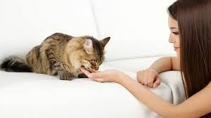 5 Tips Untuk Pemula Merawat Kucing Tanpa Kandang