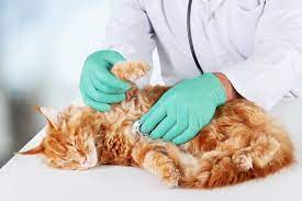 5 Penyakit Mematikan pada Kucing