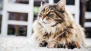 6 Tips Cara Merawat Kucing Persia