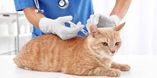 Mengapa Vaksin Penting untuk Diberikan pada Kucing?