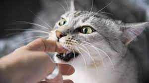 Tips Merawat Kucing Untuk Pemula Agar Terhindar Dari Virus Feline Infectious Peritonitis