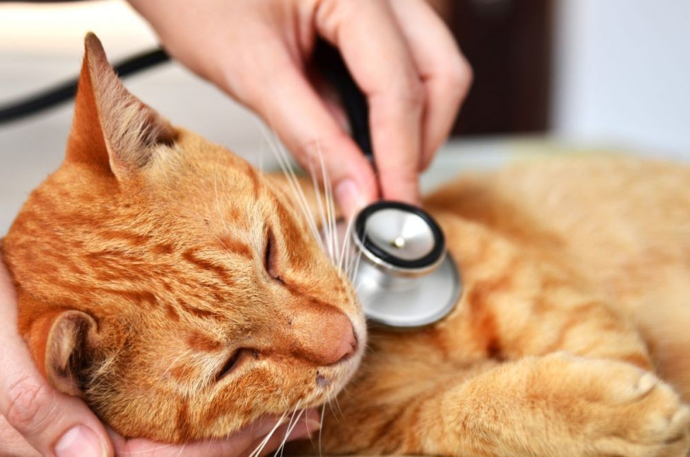 Cegah Kecanduan Judi Online Ternyata Mirip dengan Pencegahan FIP pada Kucing