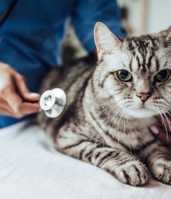 Cegah Kecanduan Judi Online Ternyata Mirip dengan Pencegahan FIP pada Kucing