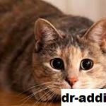 Penyakit yang Dapat Ditularkan Kucing pada Manusia