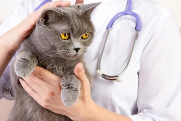 Detail Penelitian Virus Kucing Feline Infectious Peritonitis