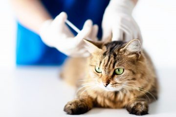 Penelitian Virus Kucing Feline Infectious Peritonitis, Gejala Dan Cara Mencegahnya