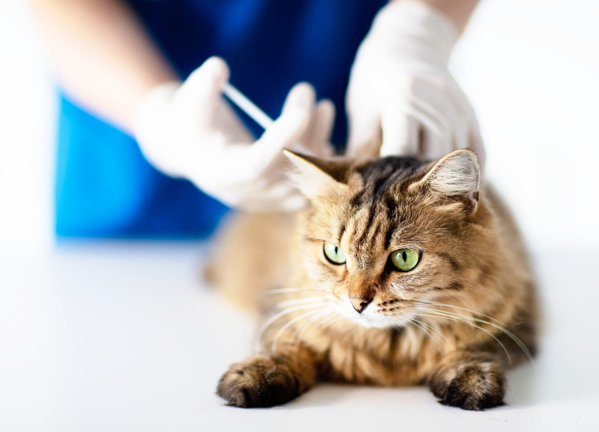 Penelitian Virus Kucing Feline Infectious Peritonitis, Gejala Dan Cara Mencegahnya