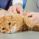 5 Penyakit Kucing Paling Berbahaya