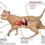 Hal yang perlu Anda ketahui tentang Virus pada kucing, Feline Coronavirus (FCoV)