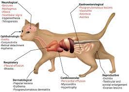 Hal yang perlu Anda ketahui tentang Virus pada kucing, Feline Coronavirus (FCoV)