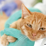 Mengulas Feline Infectious Peritonitis (FIP) Virus Corona Kucing