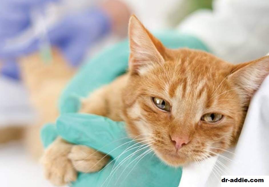 Mengulas Feline Infectious Peritonitis (FIP) Virus Corona Kucing
