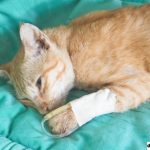 4 Penyakit Kucing yang Umum dan Cara Mengobatinya
