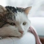 Mengenal Berbagai Macam Virus Paling Umum Pada Kucing