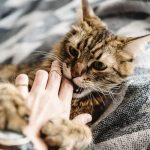 Mengenal Penyakit Feline Immunodeficiency Virus (FIV) Pada Kucing