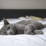 7 Penyakit Kucing yang Mematikan dan Gejalanya