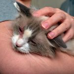 Macam – Macam Penyakit Menular Pada Kucing