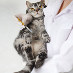 Mengenal Tentang Penyakit Feline Viral Rhinotracheitis Pada Kucing