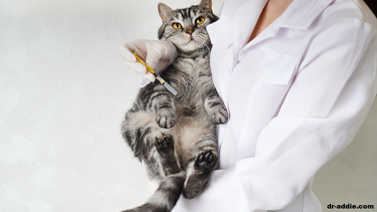 Mengenal Tentang Penyakit Feline Viral Rhinotracheitis Pada Kucing