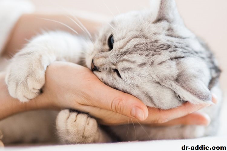 7 Masalah Kesehatan Paling Umum untuk Kucing