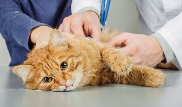 10 Penyakit dan Gejala Umum Kucing