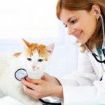 7 Tanda Kucing Sakit Dan Perlu Dipanggil ke Dokter Hewan