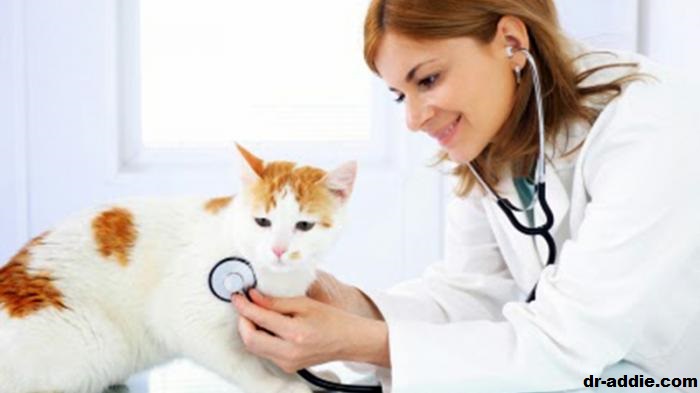 7 Tanda Kucing Sakit Dan Perlu Dipanggil ke Dokter Hewan