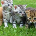 10 Penyakit Kucing Genetik Langka