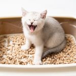 Apa yang Harus Dilakukan Jika Kucing Anda Mengalami Diare