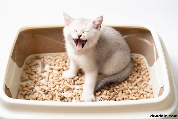 Apa yang Harus Dilakukan Jika Kucing Anda Mengalami Diare