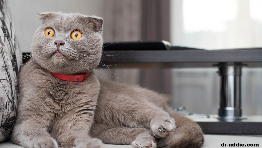 7 Ras Kucing “Trah” Kemungkinan Menderita Gangguan Genetik