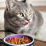 Makanan Yang Berbahaya Atau Beracun Untuk Kucing