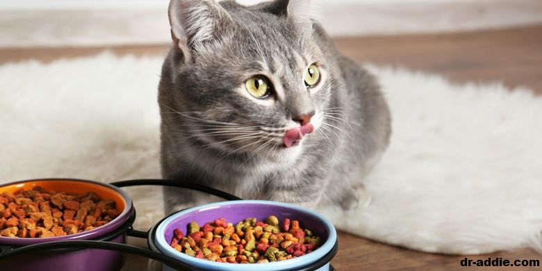 Makanan Yang Berbahaya Atau Beracun Untuk Kucing