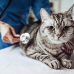Apa itu peritonitis menular kucing?