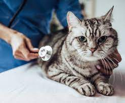 Apa itu peritonitis menular kucing?