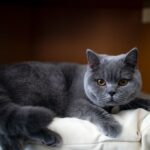Tujuh Ras Kucing Populer & Masalah Kesehatan Umum Mereka